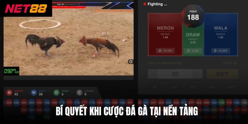 Bí quyết khi cược đá gà tại nền tảng