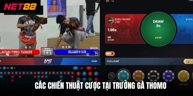 Trường Gà Thomo - Khám Phá Đấu Trường Và Cách Cược Thưởng 4 Các chiến thuật cược tại trường gà thomo