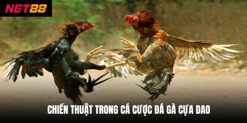Đá Gà Cựa Dao - Net88 Cập Nhật Luật Chơi Mới Nhất 2026 4 Chiến thuật trong cá cược đá gà cựa dao