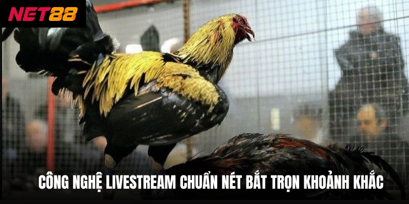 Đá Gà Thomo - Nơi Hội Tụ Chiến Kê Dũng Mãnh Nhất Châu Á 3 Công nghệ livestream chuẩn nét bắt trọn khoảnh khắc