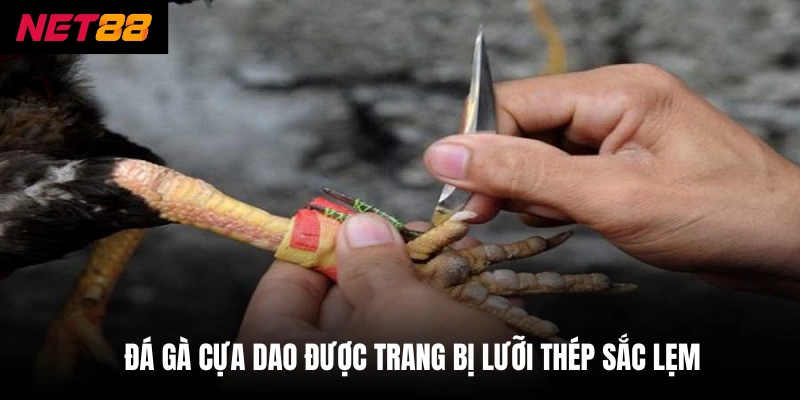 Đá Gà Thomo - Nơi Hội Tụ Chiến Kê Dũng Mãnh Nhất Châu Á 4 Đá gà cựa dao được trang bị lưỡi thép sắc lẹm