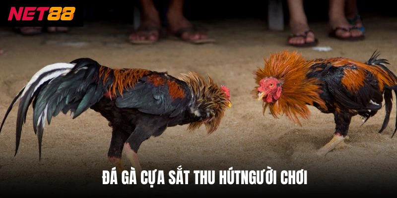 Đá Gà Cựa Sắt - Hình Thức Giải Trí Kịch Tính, Đầy Thử Thách 2 Đá gà cựa sắt thu hút người chơi