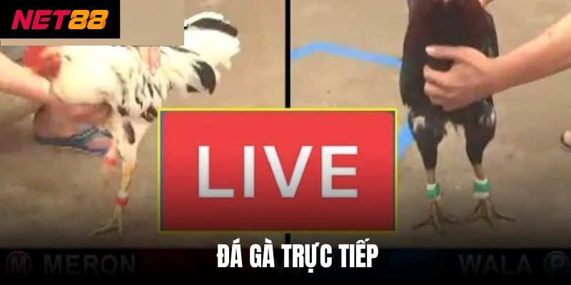 Đá Gà Trực Tiếp - Đỉnh Cao Chiến Thuật Từ Các Chiến Kê 4 Đá Gà Trực Tiếp - Đỉnh Cao Chiến Thuật Từ Các Chiến Kê