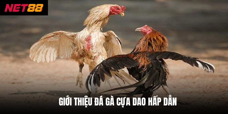 Đá Gà Cựa Dao - Net88 Cập Nhật Luật Chơi Mới Nhất 2026 2 Giới thiệu đá gà cựa dao hấp dẫn