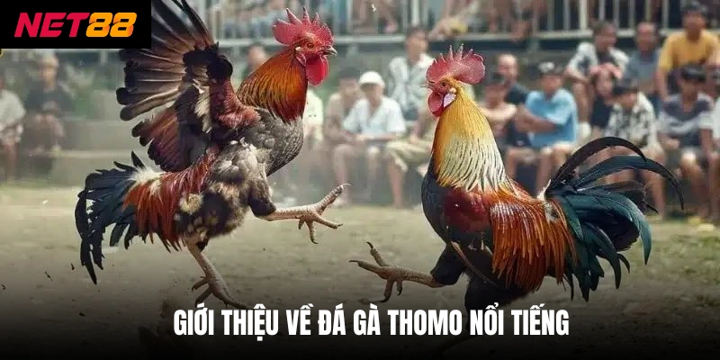 Đá Gà Thomo - Nơi Hội Tụ Chiến Kê Dũng Mãnh Nhất Châu Á 2 Giới thiệu về đá gà Thomo nổi tiếng