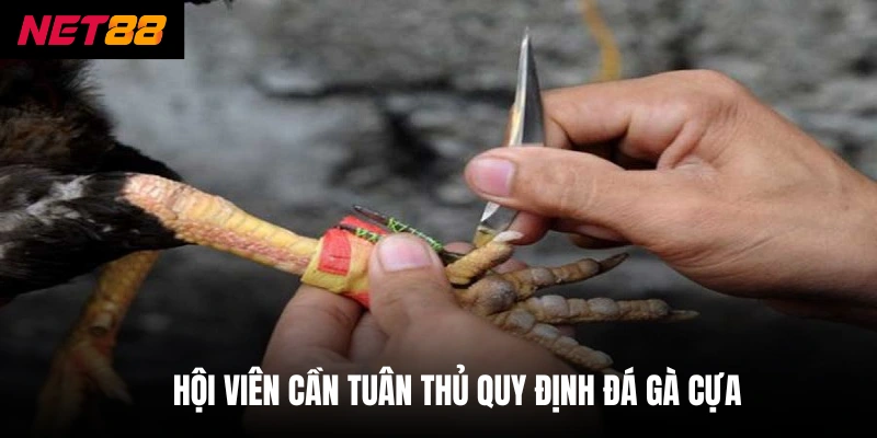 Đá Gà Cựa Dao - Net88 Cập Nhật Luật Chơi Mới Nhất 2026 3 Hội viên cần tuân thủ quy định đá gà cựa