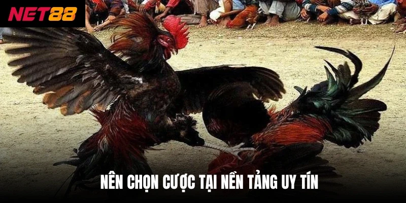 Đá Gà Cựa Sắt - Hình Thức Giải Trí Kịch Tính, Đầy Thử Thách 4 Nên chọn cược tại nền tảng uy tín