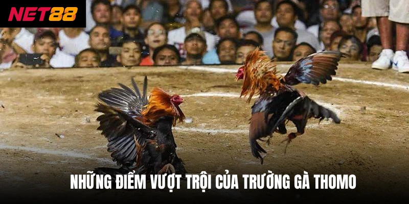 Trường Gà Thomo - Khám Phá Đấu Trường Và Cách Cược Thưởng 3 Những điểm vượt trội của trường gà Thomo