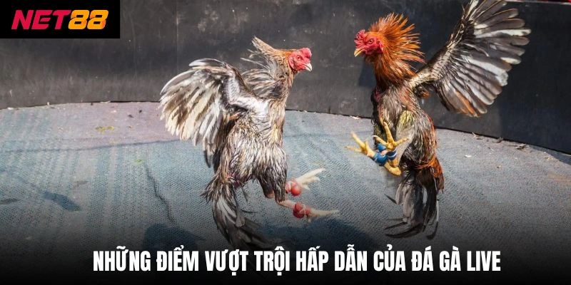 Đá Gà Trực Tiếp - Đỉnh Cao Chiến Thuật Từ Các Chiến Kê 3 Những điểm vượt trội hấp dẫn của đá gà live