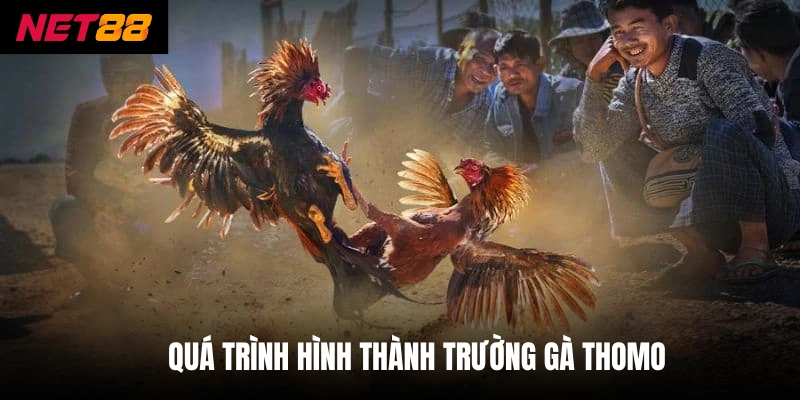 Trường Gà Thomo - Khám Phá Đấu Trường Và Cách Cược Thưởng 2 Quá trình hình thành trường gà thomo