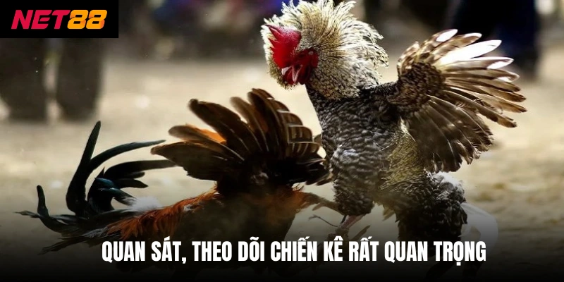Đá Gà Trực Tiếp - Đỉnh Cao Chiến Thuật Từ Các Chiến Kê 4 Quan sát, theo dõi chiến kê rất quan trọng