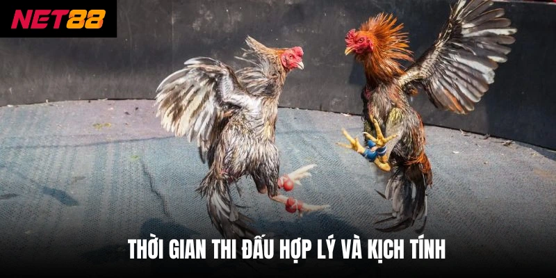 Đá Gà Cựa Sắt - Hình Thức Giải Trí Kịch Tính, Đầy Thử Thách 3 Thời gian thi đấu hợp lý và kịch tính