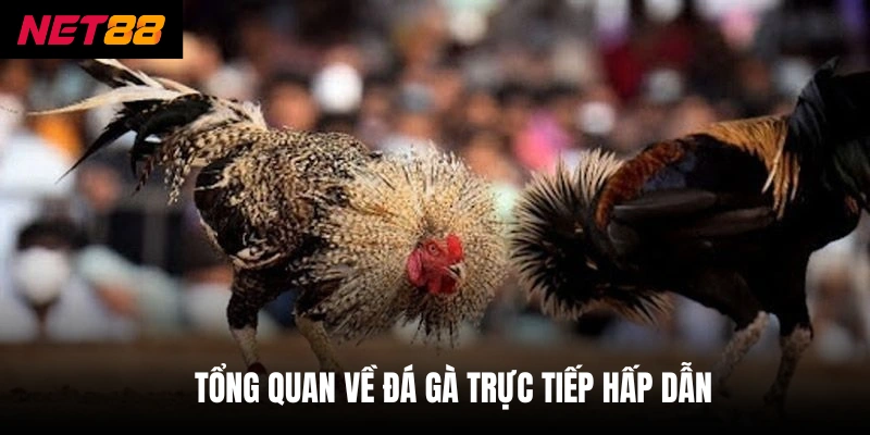 Đá Gà Trực Tiếp - Đỉnh Cao Chiến Thuật Từ Các Chiến Kê 2 Tổng quan về đá gà trực tiếp hấp dẫn
